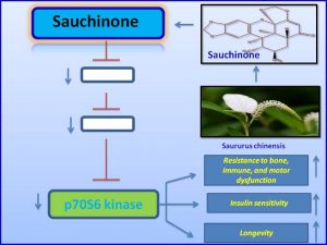 Sauchinone suppresses p70 S6 Kinase