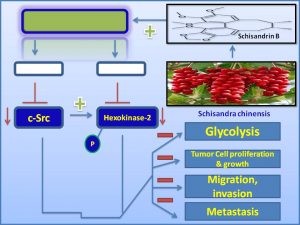 Schisandrin B inhibits c-Src and Hexokinase expression