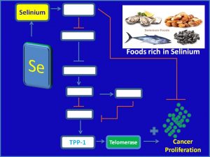 Selinium inhibits TPP1 and Telomerase expression