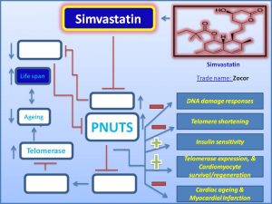 simvastatin-increases-pnuts-expression
