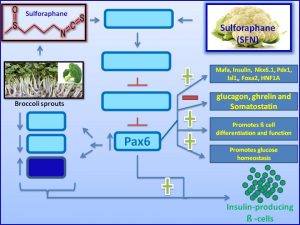 Sulforaphane increases pax6 and inhibits insulin resistance