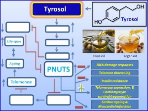 Tyrosol induces PNUTS