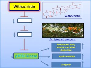Withacnistin inhibits p70 S6 KInase expression