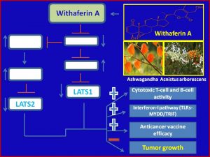 withaferin-a-inhibits-lats1-2-expression-to-promote-anticancer-immmunity