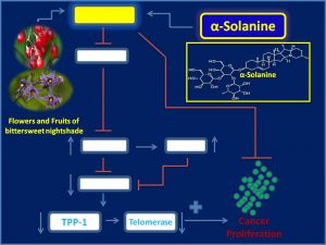 inhibits TPP1 and Telomerase expression