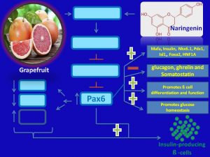 naringenin suppresses Pax6 expression
