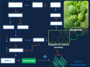 Bergapten inhibits TPP1 and telomerase expression