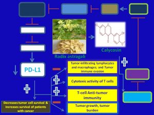 Calycosyn inhibits PDL1 expression