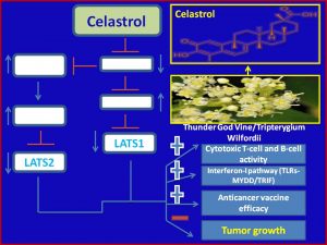 (PDF) Celastrol Inhibits Intestinal Lipid Absorption by 