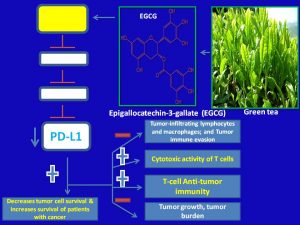 EGCG inhibits PD-L1 expression