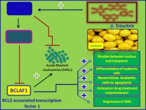 Eriocitin inhibits Bclaf1 expression