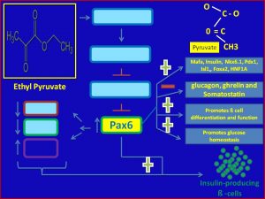 Ethyl Pyruvate induces Pax6 and promotes insulin secretion