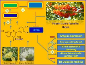 Fiesetin inhibits Sox4 and amysin expression