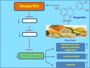 Hesperetin inhibit p70 S kianse