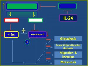 IL-24 inhibits cSrc and HK1 expression