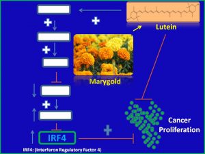 Lutein induces IRF4 expression