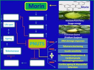 Morin induces PNUTS and ameliorates myocardial infarction