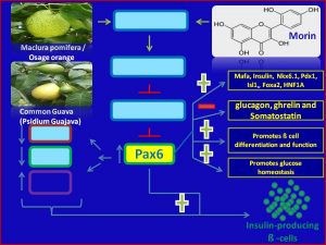 Morin induces Pax6 expression and promotes insulin secretion