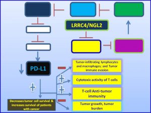 NGL2 inhibits PDL1 expression
