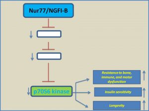 NUR77 inhibits p70 S6 Kinase expression and extends mammalian life span
