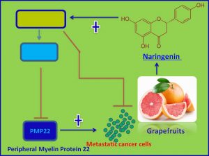 Naringenin inhibits metastasis suppressor PMP22