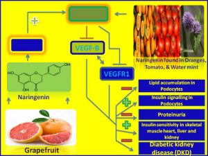 Naringenin inhibits the progression of DKD