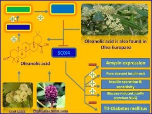 Oleanolic acid inhibits SOX4 and Amysin expression and promotes insulin secretion
