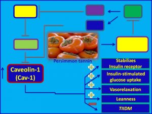 Parsimonin tannin induces caveolin expression