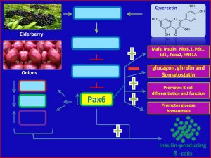 Quercetin increases Pax6 expression