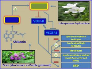 Shikonin inhibits VEGFB expression