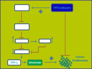 TFF1 inhibits telomerase expression