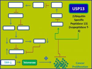 USP13 inhibits Telomerease expression