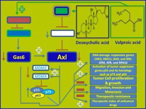 Valproic acid and Deoxycholic acid inhibit Gas6 and Axl expression