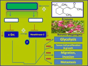 betalonone inhibits cSrc and Hexokinase2 expression