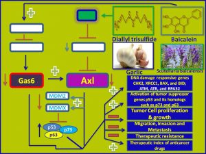 diallyl sulphide and Baicalein inhibit Gas6 and Axl expression