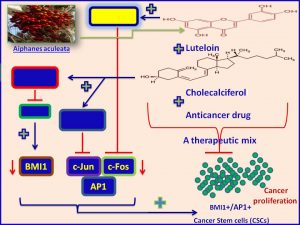 A therapeutic mix encompassing Luteolin, Cholecalciferol and a standard anticancer drug inhibits oncoproteins BMI1 and AP1 expression