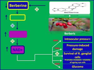 Berberine enhances NAD levels and improves glucoma