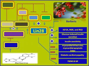 Berberine increases Lin28 expression and promotes insulin sensitivity