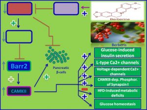 Berberine induces Barr2 expression and promotes insulin sensitivity