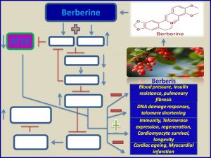 Berberine inhibits ATIR and promotes longevity