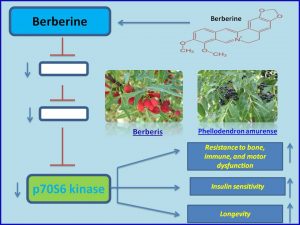 Berberine inhibits p70 S6 kinase