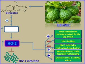 Bergapten inhibits HIV1 infection