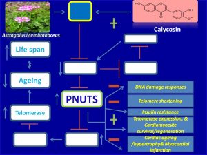 Calycosin induces PNUTS expression