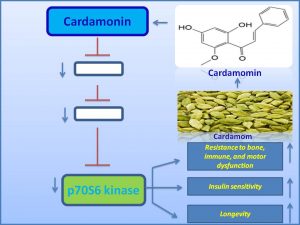 Cardamomin inhibits p70 S6 kinase expression and extends lifespan