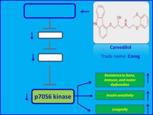 Carvedilol promotes longevity by suppressing p70S6 kinase