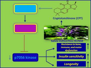 Criptoshinone inhibits p70 S6 kinase and promotes longevity