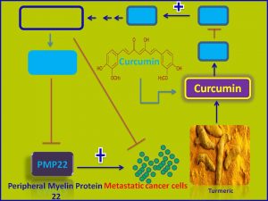 Curcumin inhibits PMP22 expression