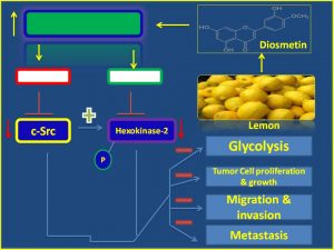 Diosmetin inhibits cSrc and hexokinase2 expression