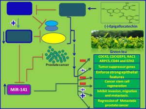 Epigallocatechein increases miR-141 expression and inhibits the progressio of Prostate cancer