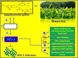 Epigallocatechin gallate inhibits HIV1 infection